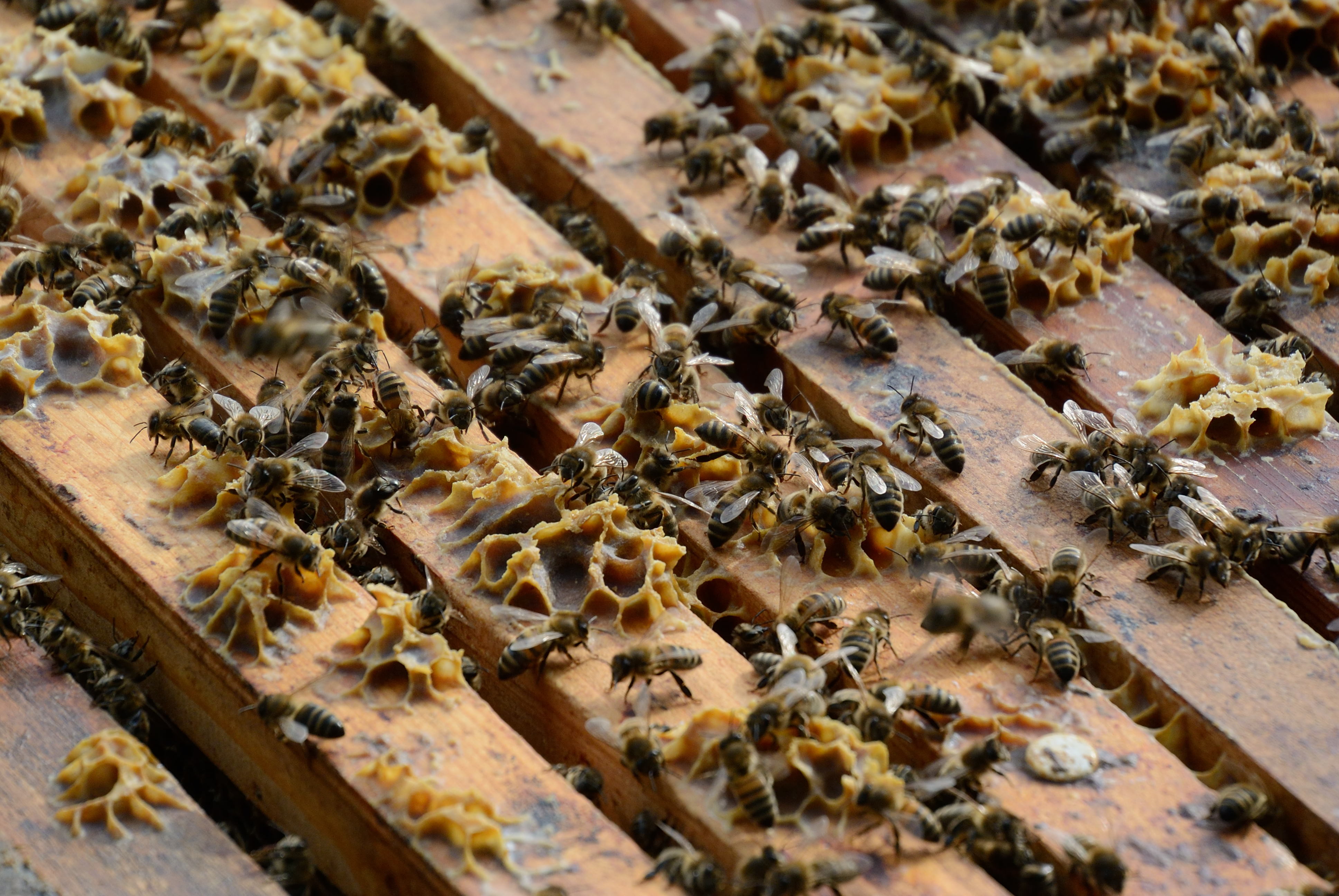 /kraai/foto/2015/2015-03-17 Harssens/DSC_1085_033.jpg